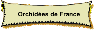 Orchides de France