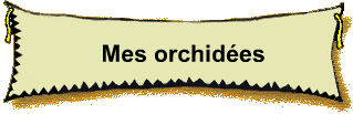 Mes orchides